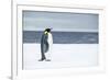 Snow Hill Island, Antarctica. Adult Emperor penguin traveled to the edge of the ice shelf to fish.-Dee Ann Pederson-Framed Photographic Print