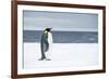 Snow Hill Island, Antarctica. Adult Emperor penguin traveled to the edge of the ice shelf to fish.-Dee Ann Pederson-Framed Photographic Print