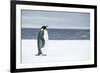 Snow Hill Island, Antarctica. Adult Emperor penguin traveled to the edge of the ice shelf to fish.-Dee Ann Pederson-Framed Photographic Print