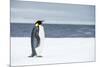 Snow Hill Island, Antarctica. Adult Emperor penguin traveled to the edge of the ice shelf to fish.-Dee Ann Pederson-Mounted Photographic Print