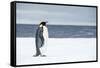 Snow Hill Island, Antarctica. Adult Emperor penguin traveled to the edge of the ice shelf to fish.-Dee Ann Pederson-Framed Stretched Canvas