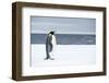 Snow Hill Island, Antarctica. Adult Emperor penguin traveled to the edge of the ice shelf to fish.-Dee Ann Pederson-Framed Photographic Print