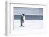 Snow Hill Island, Antarctica. Adult Emperor penguin traveled to the edge of the ice shelf to fish.-Dee Ann Pederson-Framed Photographic Print