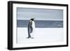 Snow Hill Island, Antarctica. Adult Emperor penguin traveled to the edge of the ice shelf to fish.-Dee Ann Pederson-Framed Photographic Print