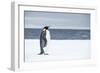 Snow Hill Island, Antarctica. Adult Emperor penguin traveled to the edge of the ice shelf to fish.-Dee Ann Pederson-Framed Photographic Print