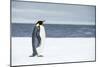 Snow Hill Island, Antarctica. Adult Emperor penguin traveled to the edge of the ice shelf to fish.-Dee Ann Pederson-Mounted Photographic Print