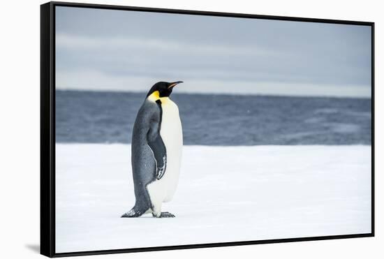 Snow Hill Island, Antarctica. Adult Emperor penguin traveled to the edge of the ice shelf to fish.-Dee Ann Pederson-Framed Stretched Canvas
