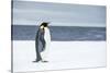 Snow Hill Island, Antarctica. Adult Emperor penguin traveled to the edge of the ice shelf to fish.-Dee Ann Pederson-Stretched Canvas