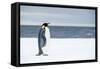 Snow Hill Island, Antarctica. Adult Emperor penguin traveled to the edge of the ice shelf to fish.-Dee Ann Pederson-Framed Stretched Canvas