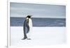 Snow Hill Island, Antarctica. Adult Emperor penguin traveled to the edge of the ice shelf to fish.-Dee Ann Pederson-Framed Photographic Print