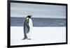 Snow Hill Island, Antarctica. Adult Emperor penguin traveled to the edge of the ice shelf to fish.-Dee Ann Pederson-Framed Photographic Print