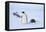 Snow Hill Island, Antarctica. Adult Emperor penguins tobogganing to save energy-Dee Ann Pederson-Framed Stretched Canvas