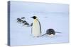 Snow Hill Island, Antarctica. Adult Emperor penguins tobogganing to save energy-Dee Ann Pederson-Stretched Canvas