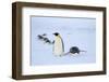 Snow Hill Island, Antarctica. Adult Emperor penguins tobogganing to save energy-Dee Ann Pederson-Framed Photographic Print