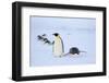 Snow Hill Island, Antarctica. Adult Emperor penguins tobogganing to save energy-Dee Ann Pederson-Framed Photographic Print