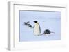 Snow Hill Island, Antarctica. Adult Emperor penguins tobogganing to save energy-Dee Ann Pederson-Framed Photographic Print