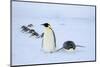 Snow Hill Island, Antarctica. Adult Emperor penguins tobogganing to save energy-Dee Ann Pederson-Mounted Photographic Print