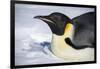 Snow Hill Island, Antarctica. Close-up emperor penguin on its belly resting.-Dee Ann Pederson-Framed Photographic Print