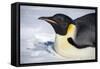 Snow Hill Island, Antarctica. Close-up emperor penguin on its belly resting.-Dee Ann Pederson-Framed Stretched Canvas