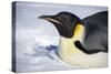 Snow Hill Island, Antarctica. Close-up emperor penguin on its belly resting.-Dee Ann Pederson-Stretched Canvas