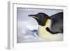 Snow Hill Island, Antarctica. Close-up emperor penguin on its belly resting.-Dee Ann Pederson-Framed Photographic Print