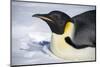 Snow Hill Island, Antarctica. Close-up emperor penguin on its belly resting.-Dee Ann Pederson-Mounted Photographic Print