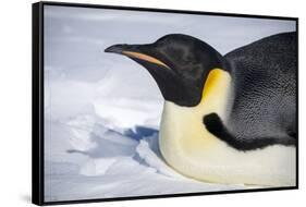 Snow Hill Island, Antarctica. Close-up emperor penguin on its belly resting.-Dee Ann Pederson-Framed Stretched Canvas