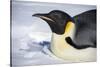 Snow Hill Island, Antarctica. Close-up emperor penguin on its belly resting.-Dee Ann Pederson-Stretched Canvas