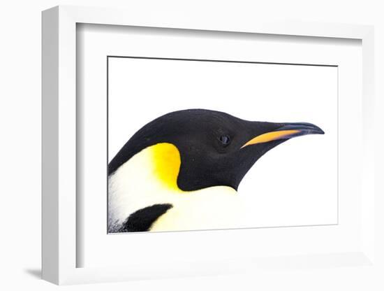 Snow Hill Island, Antarctica. Close-up emperor penguin side portrait with total white background.-Dee Ann Pederson-Framed Photographic Print