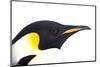 Snow Hill Island, Antarctica. Close-up emperor penguin side portrait with total white background.-Dee Ann Pederson-Mounted Photographic Print