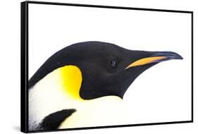 Snow Hill Island, Antarctica. Close-up emperor penguin side portrait with total white background.-Dee Ann Pederson-Framed Stretched Canvas