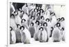 Snow Hill Island, Antarctica. Creches of juvenile emperor penguins huddling together.-Dee Ann Pederson-Framed Photographic Print