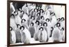 Snow Hill Island, Antarctica. Creches of juvenile emperor penguins huddling together.-Dee Ann Pederson-Framed Photographic Print