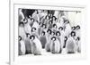 Snow Hill Island, Antarctica. Creches of juvenile emperor penguins huddling together.-Dee Ann Pederson-Framed Photographic Print