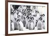 Snow Hill Island, Antarctica. Creches of juvenile emperor penguins huddling together.-Dee Ann Pederson-Framed Photographic Print