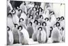 Snow Hill Island, Antarctica. Creches of juvenile emperor penguins huddling together.-Dee Ann Pederson-Mounted Photographic Print