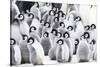 Snow Hill Island, Antarctica. Creches of juvenile emperor penguins huddling together.-Dee Ann Pederson-Stretched Canvas