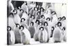 Snow Hill Island, Antarctica. Creches of juvenile emperor penguins huddling together.-Dee Ann Pederson-Stretched Canvas