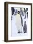 Snow Hill Island, Antarctica. Emperor penguin adult and juvenile walking side by side.-Dee Ann Pederson-Framed Photographic Print