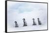 Snow Hill Island, Antarctica. Emperor penguin chicks dare to adventure away from the colony.-Dee Ann Pederson-Framed Stretched Canvas