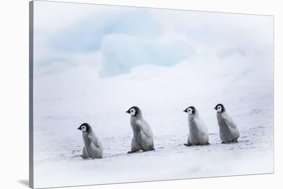 Snow Hill Island, Antarctica. Emperor penguin chicks dare to adventure away from the colony.-Dee Ann Pederson-Stretched Canvas