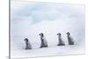 Snow Hill Island, Antarctica. Emperor penguin chicks dare to adventure away from the colony.-Dee Ann Pederson-Stretched Canvas