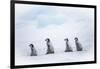 Snow Hill Island, Antarctica. Emperor penguin chicks dare to adventure away from the colony.-Dee Ann Pederson-Framed Photographic Print