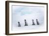 Snow Hill Island, Antarctica. Emperor penguin chicks dare to adventure away from the colony.-Dee Ann Pederson-Framed Photographic Print