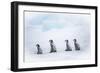 Snow Hill Island, Antarctica. Emperor penguin chicks dare to adventure away from the colony.-Dee Ann Pederson-Framed Photographic Print