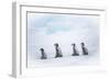 Snow Hill Island, Antarctica. Emperor penguin chicks dare to adventure away from the colony.-Dee Ann Pederson-Framed Photographic Print