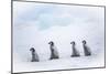 Snow Hill Island, Antarctica. Emperor penguin chicks dare to adventure away from the colony.-Dee Ann Pederson-Mounted Photographic Print