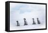 Snow Hill Island, Antarctica. Emperor penguin chicks dare to adventure away from the colony.-Dee Ann Pederson-Framed Stretched Canvas