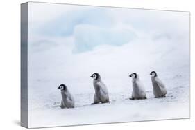 Snow Hill Island, Antarctica. Emperor penguin chicks dare to adventure away from the colony.-Dee Ann Pederson-Stretched Canvas