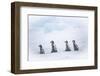 Snow Hill Island, Antarctica. Emperor penguin chicks dare to adventure away from the colony.-Dee Ann Pederson-Framed Photographic Print